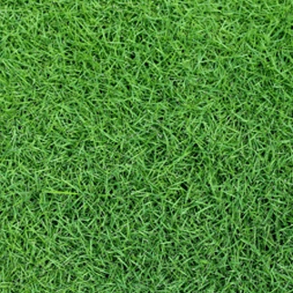 Zeon Grass